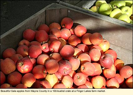 Beautiful Gala apples from Wayne County in a 100-bushel crate at a Finger Lakes, New York farm market.
