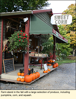 Farm stand in the fall with a large selection of produce, including pumpkins, corn, and squash.