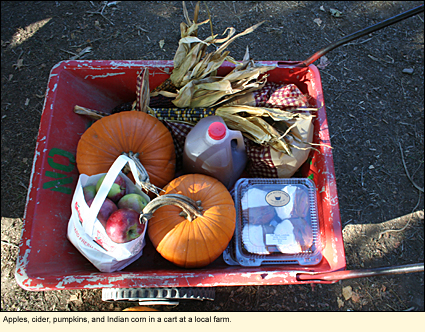 Apples, cider, pumpkins, and Indian corn in a cart at a local farm in the Finger Lakes, New York, USA.