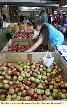 One-hundred-bushel crates of apples at a local farm market in the Finger Lakes, New York, USA.