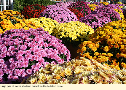 Huge pots of mums at a farm market in the Finger Lakes wait to be taken home.