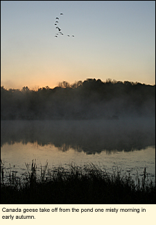 Canada gees take off from Jennings Pond one misty morning in early autumn.