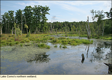 Wetland at the northern end of Lake Como in the Finger Lakes, New York USA.