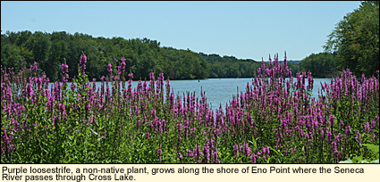 Purple loosestrife, a non-native plant, grows along the shore of Eno Point where the Seneca River passes through Cross Lake in the Finger Lakes, New York USA.