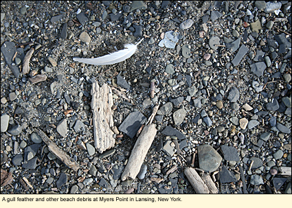 A gull feather and other beach debris at Myers Point in Lansing, New York.
