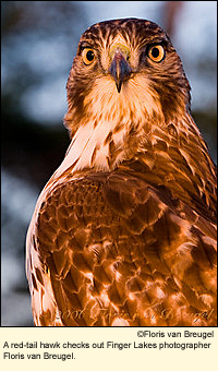 A red-tail hawk checks out Finger Lakes photographer Floris van Breugel.