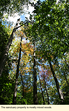 The sanctuary property is mostly mixed woods.