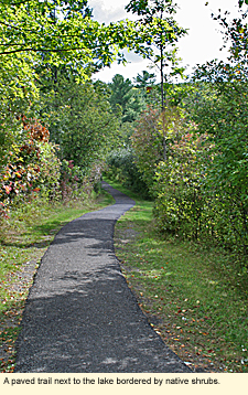 A paved trail next to the lake bordered by native shrubs.