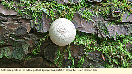 A life-size photo of the edible puffball Lycoperdon perlatum along the Helen Gordon Trail at the Cumming Nature Center near Naples, New York, USA.