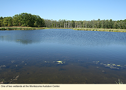 One of the two wetlands at the Montezuma Audubon Center.