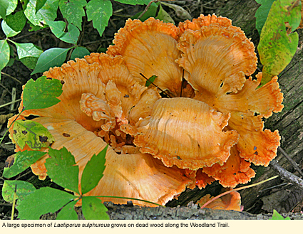A large specimen of Laetiporus sulphureus grows on dead wood along the Woodland Trail.