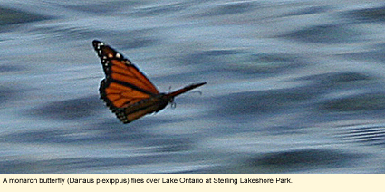 A monarch butterfly (Danaus plexippus) flies over Lake Ontario at Sterling Lakeshore Park in Sterling, New York, USA.