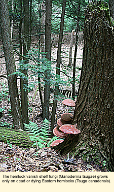 The hemlock varnish shelf fungus (Ganoderma tsugae) grows only on dead or dying Eastern hemlocks (Tsuga canadensis).
