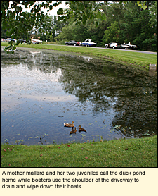 A mother mallard and her two juveniles call the duck pond at Canandaigua Lake State Marine Park home while boaters use the shoulder of the driveway to drain and wipe down their boats.