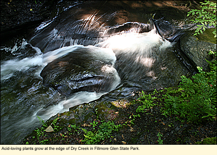 Acid-loving plants grow at the edge of Dry Creek in Fillmore Glen State Park in Moravia, New York, USA.