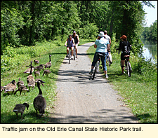 Traffic jam on the Old Erie Canal State historic Park trail in the Finger Lakes, New York, USA.