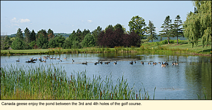 Canada geese enjoy the pond between the 3rd and 4th holes of the golf course at Pinnacle State Park in Addison, New York.