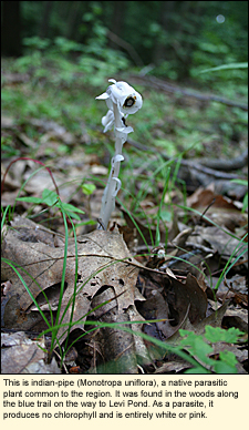 This is indian-pipe (Monotropa uniflora), a ntive parasitic plant common to the Finger Lakes region. It was found in the woods along the blue trail on the way to Levi Pond. As a parasite, it produces no chlorophyll and is entirely white or pink.