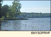 Gulls flying over the water of Seneca Lake State Park in Ontario County in the Finger Lakes Region, New York USA.