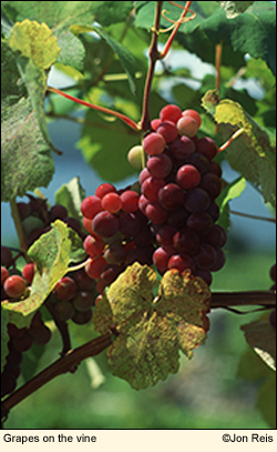Grapes on the vine in the Finger Lakes, New York USA. Photo by Jon Reis of Ithaca, New York.