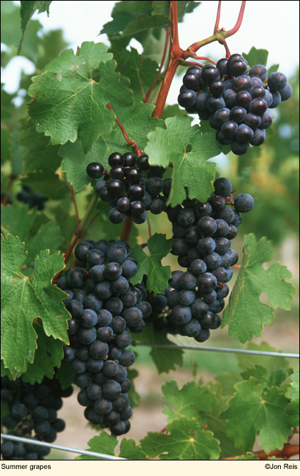 Summer grapes in the Finger lakes of upstate New York, USA.