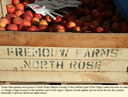 These Gala apples were grown in North Rose (Wayne County) in the northern part of the Finger Lakes but were for sale in Owego (Tioga County) in the southern part of the region. Wayne County apples can be found all over the country, especially in grocery stores as apple sauce.