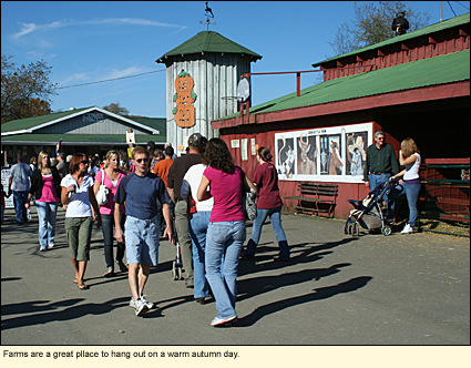 Farms are a great place to hang out on a warm autumn day in the Finger Lakes, New York, USA.