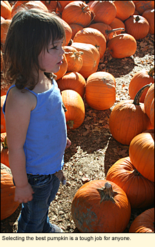 Selecting the best pumpkin is a tough job for anyone in the Finger Lakes, New York, USA.