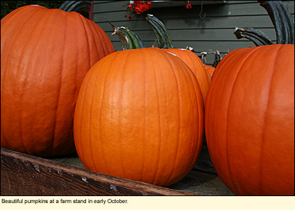 Beautiful pumpkins at a farm stand in early October.