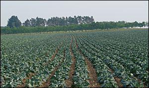 Cabbage field in Ontario County, Finger Lakes, New York
