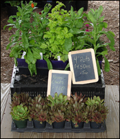 Plants on sale at a farmers' market in the Finger Lakes, New York
