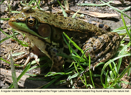 A regular resident to wetlands throughout the Finger Lakes is this northern leopard frog found sitting on the nature trail at Sandy Bottom Park at the northern end of Honeoye Lake.