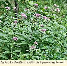 Spotted Joe-Pye-Weed, a native plant, grows along the road.