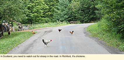 In Scotland, you need to watch out for sheep in the road. In Richford, it's chickens.