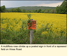 A multiflora rose climbs up a posted sign in front of a rapeseed field on Hines Road in Enfield, New York USA.