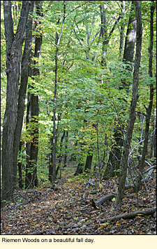 Riemen Woods on a beautiful fall day in the Finger Lakes.