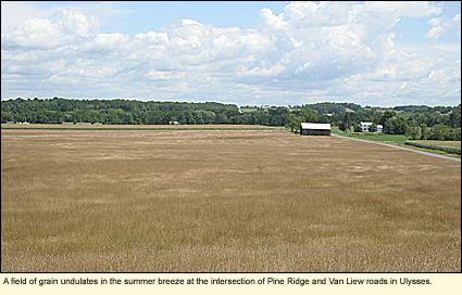 A field of grain undulates in the summer breeze at the intersection of Pine Ridge and Van Liew roads in the Town of Ulysses in the Finger Lakes Region of New York State.