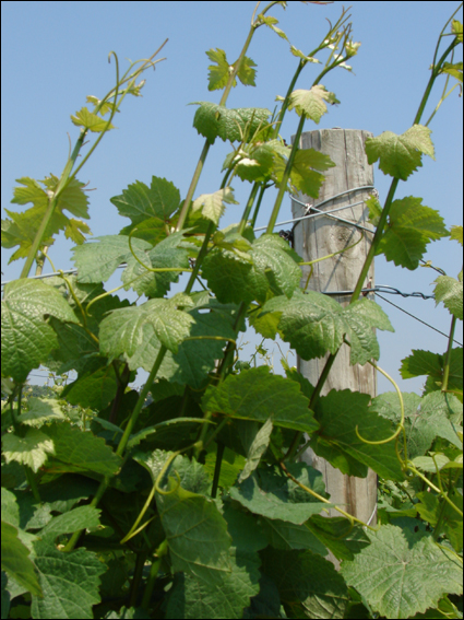 Grape vines reaching for the sun in the Finger Lakes, New York USA