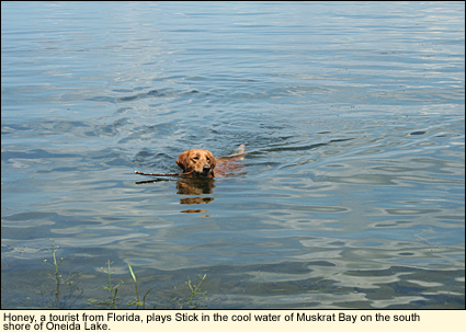 Honey, a canine tourist from Florida, plays Stick in the cool water of Muskrat Bay on the south shore of Oneida Lake in the Finger Lakes, New York USA