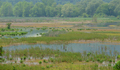 Catharine Marsh at the southern end of Seneca Lake is named for Catharine Montour, a local Indian chieftess. The marsh is a great place to watch birds. The Catharine Valley Trail runs through the marsh along Catharine Creek.