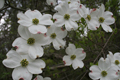 Dogwoods (Cornus canadensis) are understory trees that bloom in early spring in the Finger Lakes, New York.