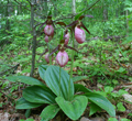 Lady's slippers (Cypripedium acaule) are an orchid native to acidic soils in the Finger Lakes, New York.