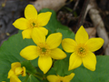Marsh marigold (Caltha palustris) is native to swamps and creeksides in the Finger Lakes, New York.