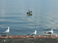 Gulls on Oneida Lake patrol the area so that no one is caught swimming.