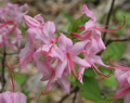 Pinkster azelea (Rhododendron nudiflorum) is a native bush that blooms in early spring in the Finger Lakes, New York.