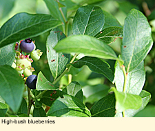 High-bush blueberries in Cinnamon Lake State Forest.