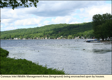Conesus Inlet Wildlife Management Area (foreground) being encroached upon by houses along the shore of Conesus Lake in the Finger Lakes, New York USA.