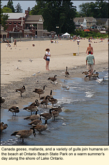 Canada geese, mallards, and a variety of gulls join humans on the beach at Ontario Beach Park on a warm summer's day along the shore of Lake Ontario in the Finger Lakes, New York, USA.