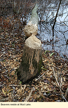 Beavers reside at Mud lake.