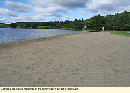 Canada geese leave footprints on the sandy beach at Park Station Lake.
